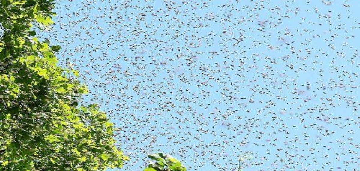 ট্রাক উল্টে বেরিয়ে এল ২৫ কোটি মৌমাছি, আতঙ্কে স্থানীয় লোকজন।