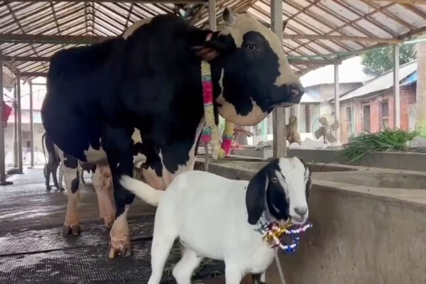 ১৫ লাখ টাকার ‘সান্ডা’ কিনলে পাচ্ছে একটি আকর্ষণীয় ‘পান্ডা’ ফ্রি!