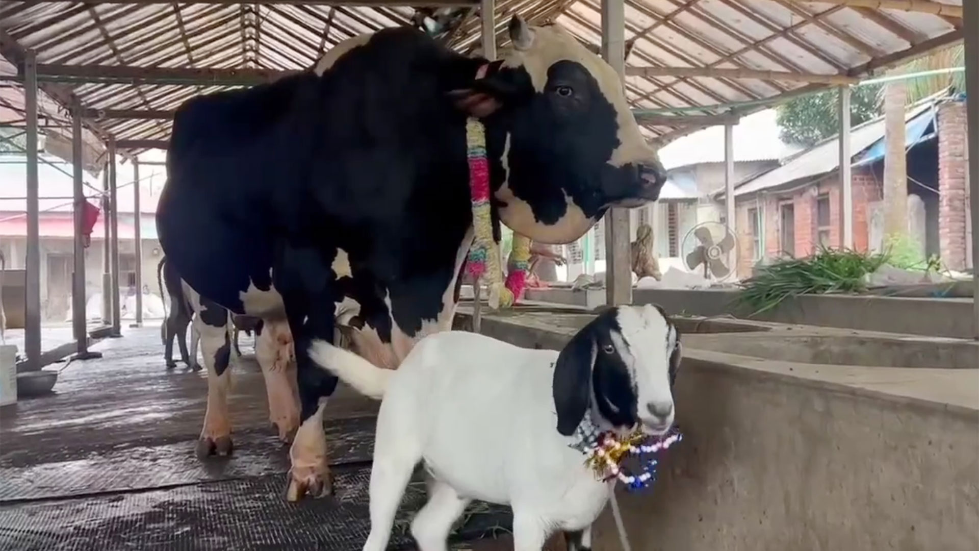 ১৫ লাখ টাকার ‘সান্ডা’ কিনলে পাচ্ছে একটি আকর্ষণীয় ‘পান্ডা’ ফ্রি!