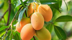 আম খেলে কি মানুষ মোটা হয়ে যাবে?