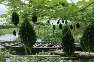 নড়াইলের লোহাগড়া উপজেলার করলা চাষে ভাগ্যবদল করেছে অনেক কৃষকরা।