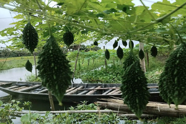 নড়াইলের লোহাগড়া উপজেলার করলা চাষে ভাগ্যবদল করেছে অনেক কৃষকরা।