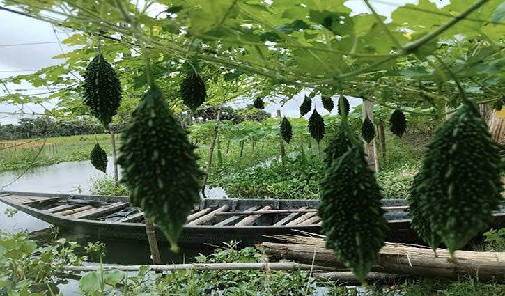 নড়াইলের লোহাগড়া উপজেলার করলা চাষে ভাগ্যবদল করেছে অনেক কৃষকরা।