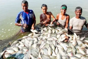 পটুয়াখালীর কলাপাড়া উপজেলার নীলগঞ্জে জলবায়ু সহনশীল মাছ চাষে নতুন সম্ভাবনা।