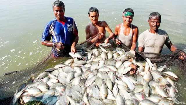 পটুয়াখালীর কলাপাড়া উপজেলার নীলগঞ্জে জলবায়ু সহনশীল মাছ চাষে নতুন সম্ভাবনা।
